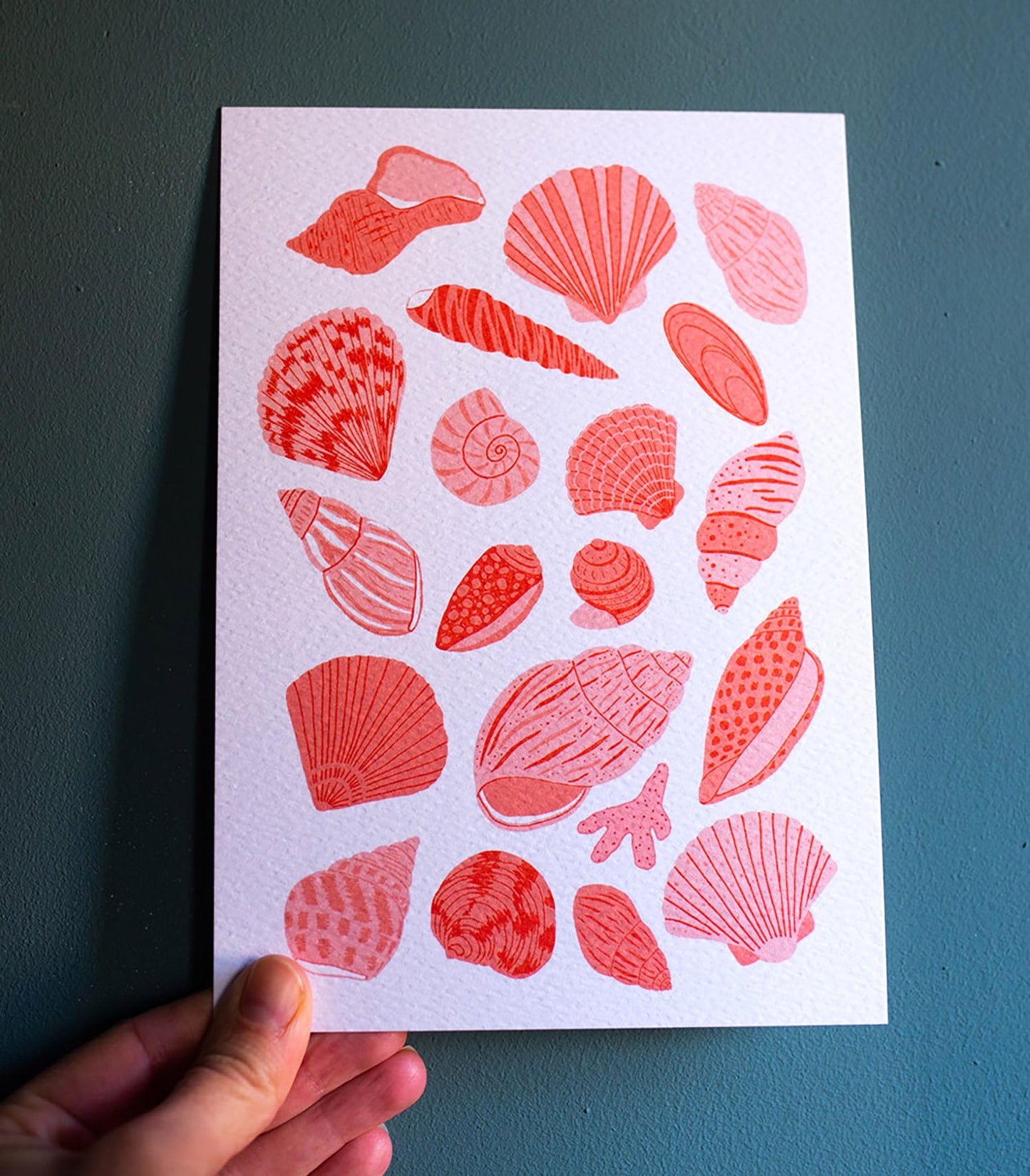 Shell Collection Art Print